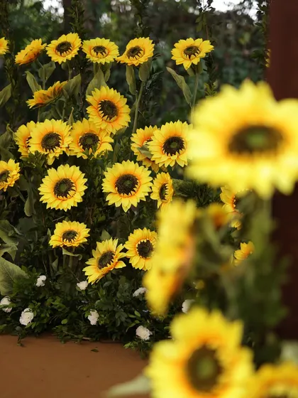 A field of sunflowers creates a vibrant and cheerful backdrop. For this Haldi, I used an abundance of sunflowers to create a truly immersive and joyful theme.