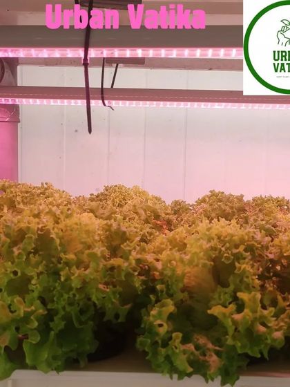 Lettuce growing under pink-spectrum LED grow lights in an indoor vertical farm.