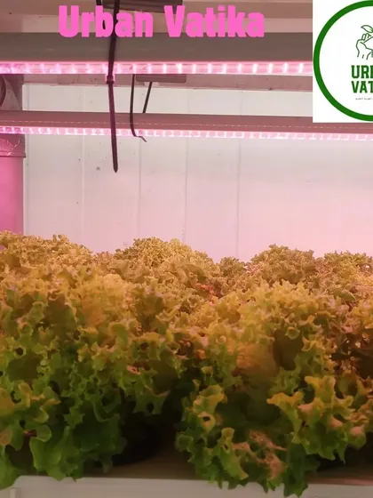 Lettuce growing under pink-spectrum LED grow lights in an indoor vertical farm.