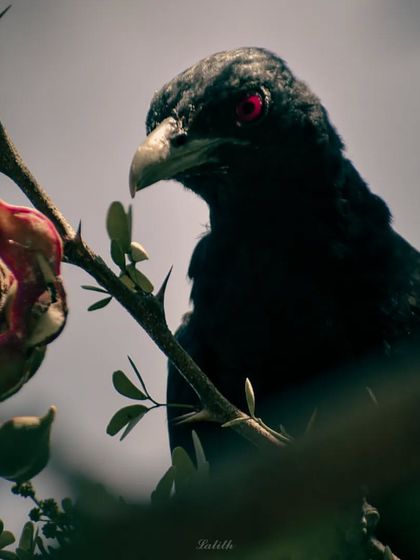 Lalith - Wildlife & Nature Photography Bird Portraits: Up Close & Personal photo 44