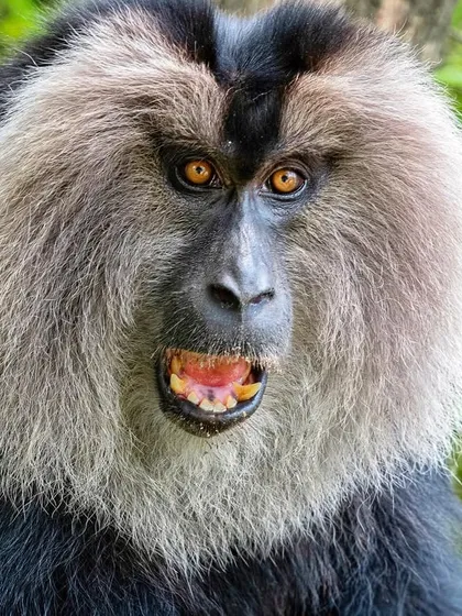An endangered Lion-tailed Macaque shows a threat display. This image captures the wild spirit of a primate found only in the rainforests of India.