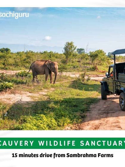 The Cauvery Wildlife Sanctuary is only 15 minutes away from Sambrahma Farms, offering a thrilling escape into nature for wildlife enthusiasts and adventure seekers.