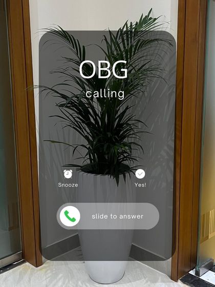 Want to customize your pot colour? Just give us a call. This Areca Palm looks stunning in a simple white custom planter, perfect for a modern office corner.