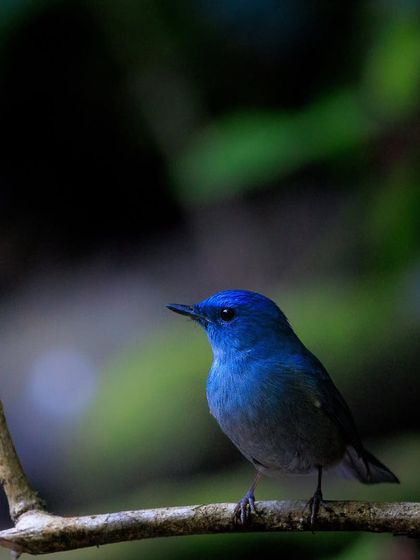 A Pale Blue Flycatcher, perfectly framed by the branches in Bogoli Reserve Forest, Assam. The dark background makes its delicate blue color pop.