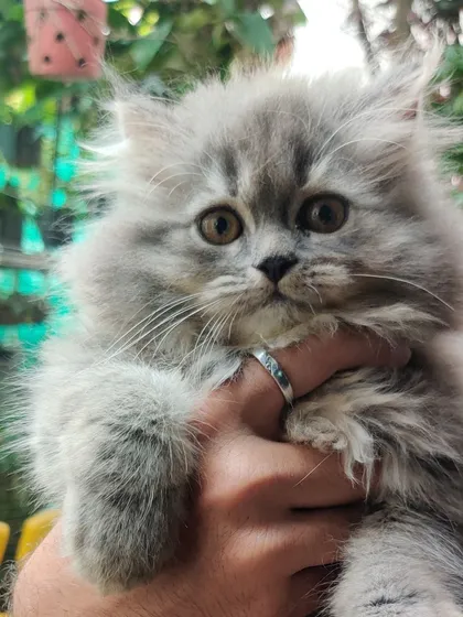 This is what we mean by hand-raised. This little grey Persian kitten is getting a cuddle and is completely comfortable with people. We make sure all our furballs are socialized and ready for a lifetime of love with their new hoomans.