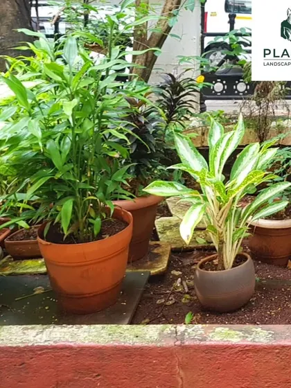 Another view of our planting work for the school project. We used a combination of terracotta and modern planters to house different plant species, creating varied points of interest within the landscape design.