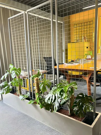 For this modern architecture office, we used Monstera Deliciosa plants in a long concrete planter to create a natural, living partition. The grid-like metal frame adds an industrial touch that complements the office's design aesthetic.