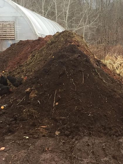 A view of the large compost pile with a few chickens scratching at the base. In the background, you can see our hoop house, showing how our composting and farming operations are physically integrated.