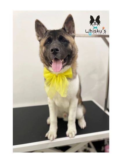 Furrybells Pet Grooming - Pet Grooming (Dogs & Cats) Breed-Specific Dog Styles photo 56