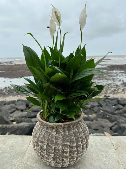 Vibrant Flowering Plants photo 4