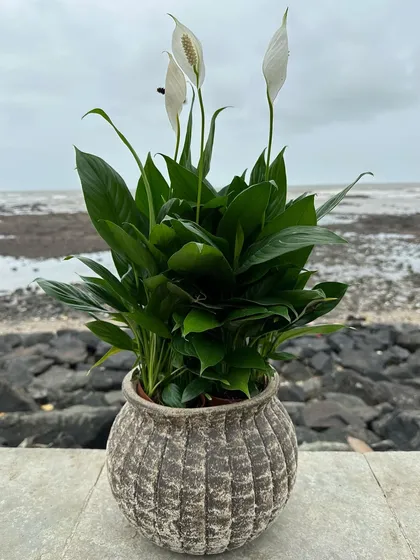 The elegant Peace Lily adds a touch of class to any space. Here it is shown in a rustic, ribbed planter against a seaside backdrop, highlighting its versatility for both indoor and outdoor decor.