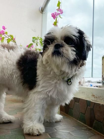 We Care Pet Creche - Home Dog Boarding Our Adorable Guests photo 31