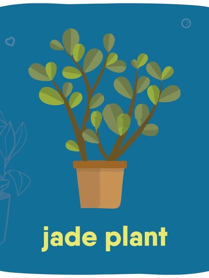 The popular Jade Plant should be kept away from curious pets.