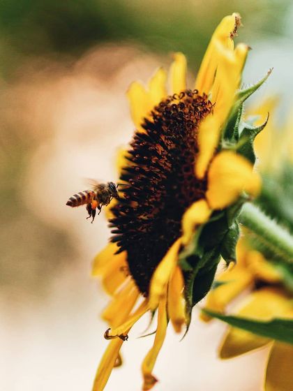 Bangalore Photographers - Find a Photographer Wildlife & Nature Photography photo 17