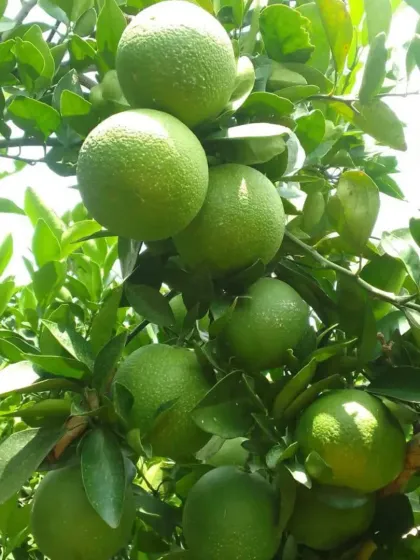 A branch loaded with healthy Mausmi fruit.