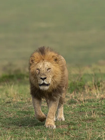 A head-on shot of a lion walking with purpose. The direct gaze is what makes this image compelling. It’s a moment of pure, untamed presence.