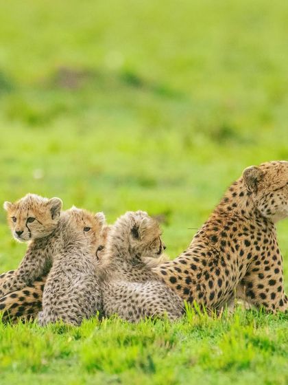 African Journeys: Savannahs, Jungles, and Great Apes photo 48