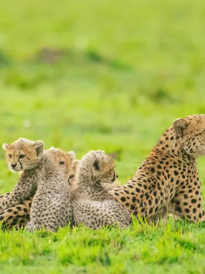 A cheetah mother is surrounded by her curious cubs. The early days of a cheetah's life are perilous, and a mother's vigilance is all that stands between them and the dangers of the savannah.
