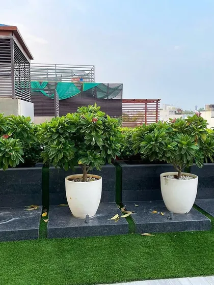 A set of four matching plumeria trees in modern white planters, placed on raised black granite platforms. This arrangement adds a touch of symmetry and elegance to the rooftop garden.