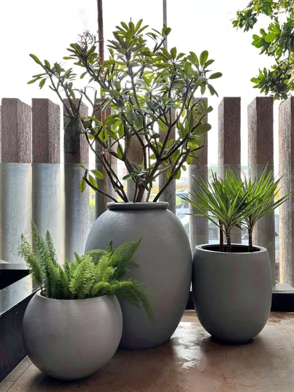 A simple yet elegant cluster of three pots in varying sizes. The tallest contains a Frangipani, creating a focal point, while the smaller pots with ferns and Draco add layers and texture.