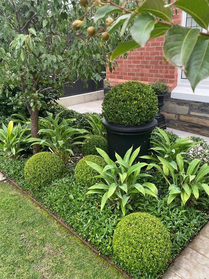A detailed look at a garden bed with mixed planting. We combine structured, spherical Buxus shrubs with more relaxed, leafy plants to create a balance of form and texture.