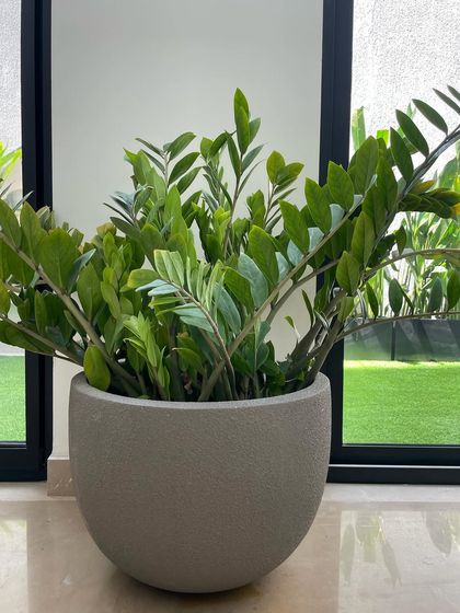 Indoor Plant Styling for Homes photo 17