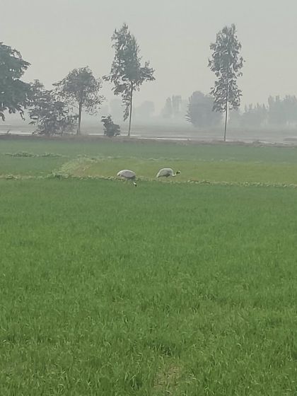 Krishna's Trails: Delhi to Agra (2 Days) photo 9