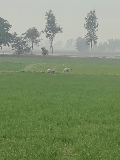 Cycling through the vast, green farmlands of the Braj region. The peaceful landscape on our Krishna's Trails tour offers a welcome escape from the hustle of city life.