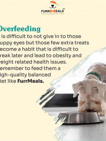 This collection of infographics and product shots provides a comprehensive guide to understanding, preventing, and managing dog obesity with my specialized diet plans and responsible treating tips.