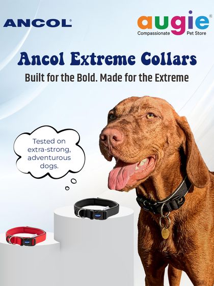 Augie Pets - Pet Supplies Adventure-Ready Gear for Every Outing photo 7