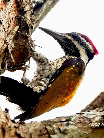 The Malabar Flameback woodpecker in action. Here you can see its strong claws gripping the tree bark as it searches for insects. Its specialized body is perfectly adapted for life on tree trunks.