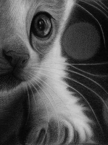 A close-up on the kitten's expressive eyes, which are always the key to capturing an animal's soul.
