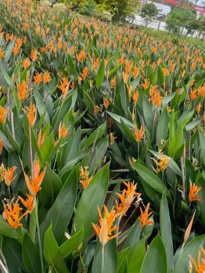 A large cultivation of Heliconia, showing the impressive scale of my tropical flower collection.