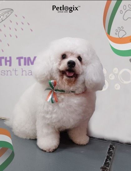 "Bath time doesn't have to be ruff." This freshly groomed dog is celebrating Independence Day with a patriotic ribbon.