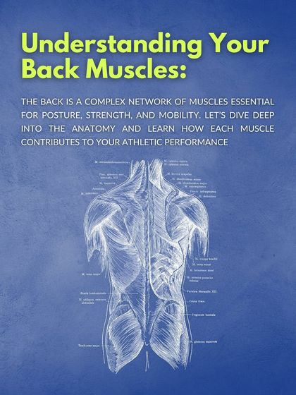 This anatomical chart provides a detailed look at the complex network of muscles in the back. Knowledge is power, and understanding your body is the first step toward optimizing its performance.