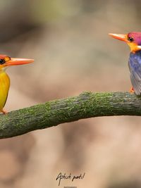 Wildlife Photography Tours