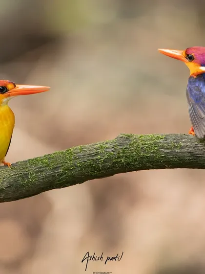 A rare sight of two Oriental Dwarf Kingfishers perched together. These colourful birds, often called the 'jewels of the forest', are a prime subject on my nature trails in the Panvel and Tamhini forests. This shot captures a quiet moment of interaction between the pair.