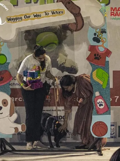 Every participant is a champion. I make sure to recognize the effort of every pet and parent, like this moment with a happy black Labrador at the Pawsome Olympics awards ceremony.