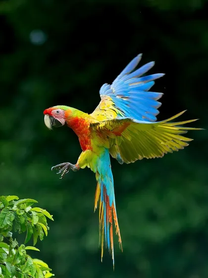 A Blue-and-yellow Macaw in full flight, its wings spread to reveal a stunning spectrum of color. This dynamic shot from Costa Rica captures the freedom and vibrancy of the rainforest.