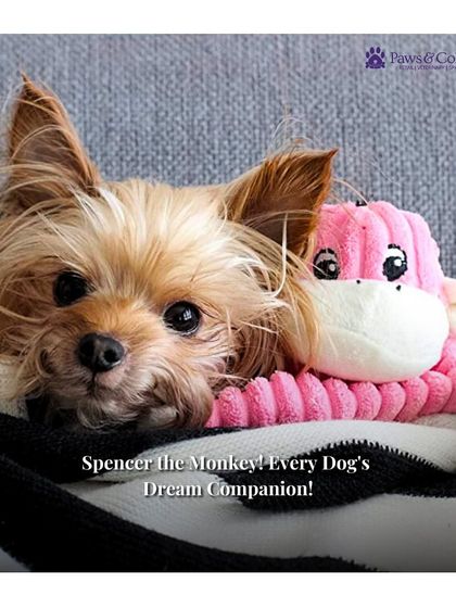 PawsnCollars - Pet Supplies Playtime & Enrichment Toys photo 4