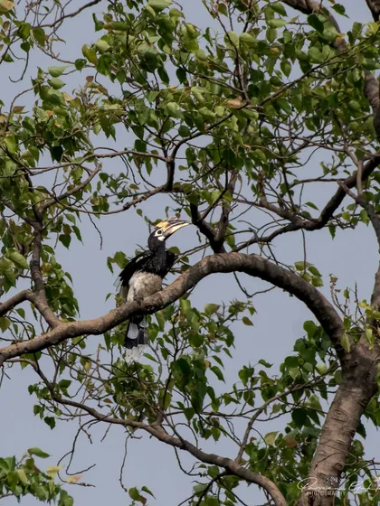 An Oriental Pied Hornbill perched in a leafy tree during a safari in Rajaji National Park.