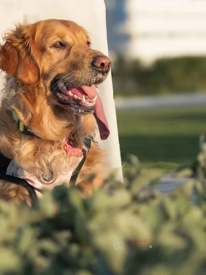 A golden retriever enjoying the golden hour light in a park. Outdoor shoots at this time of day create a dreamy, magical glow.