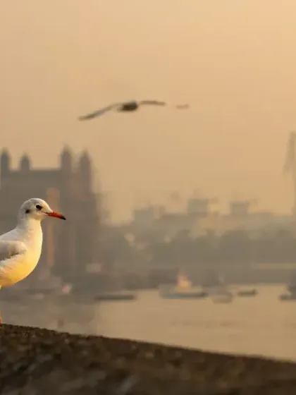 A lone Black-headed Gull at the Gateway of India, with another in flight. Shooting with a 50mm prime lens is challenging but allows for creative compositions like this.