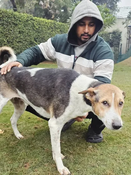 A quiet moment of connection with Bira, an Indie dog, during his stay. Building a bond based on trust is the first step before any formal training begins. Every dog needs to feel safe to be able to learn effectively.