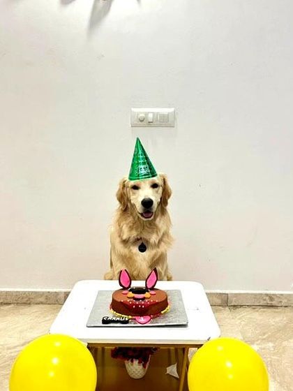Charlie the Golden Retriever looking picture-perfect for his birthday photo shoot. Our cakes make a great centerpiece for creating lasting memories.