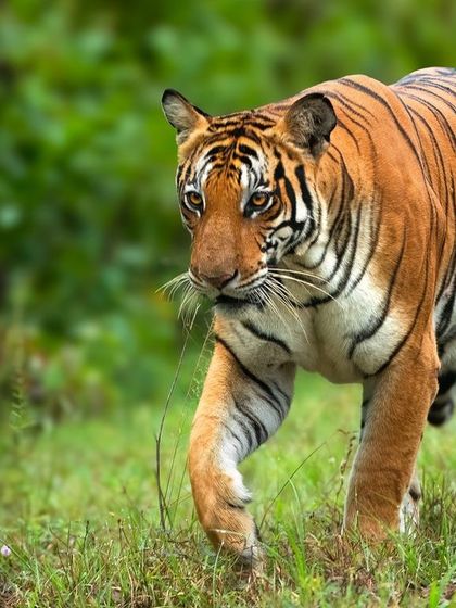 In memory of the famous Back Water Female of Kabini. These images show her in her prime, walking through her territory and resting on a path, a poignant look back at a legendary tigress.