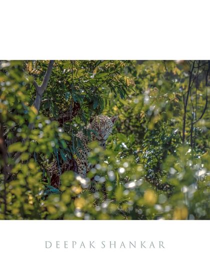 This fine art print captures the mystery and elusiveness of the jaguar. It’s a subtle yet powerful image that draws you in.