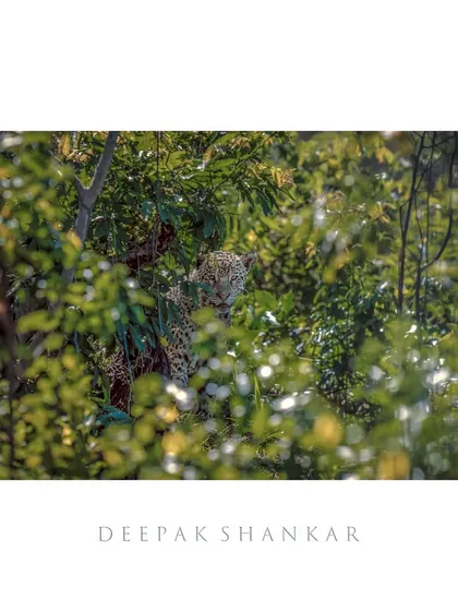 These additional shots show the challenge and reward of photographing jaguars. They are masters of stealth, and capturing a clear image of them in their dense, jungle habitat requires immense patience and quick reflexes.