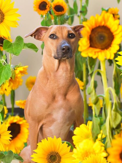 Priyanka - Themed & Special Occasion Pet Photography Imaginative Studio Sets photo 6