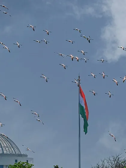 A flock of lesser flamingos creates a natural fly-past over the NMMC building and the Indian flag. The survival of these birds in our city depends on the decisions made by our governing bodies and the active participation of citizens.